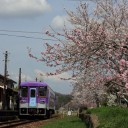 桜と列車