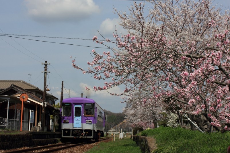 桜と列車