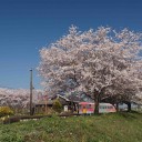 桜と列車