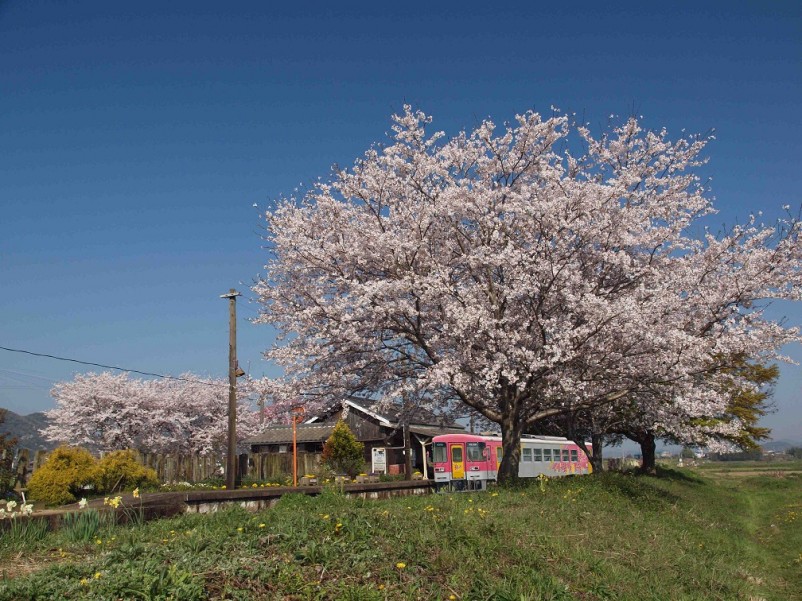 桜と列車