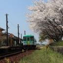 桜と列車