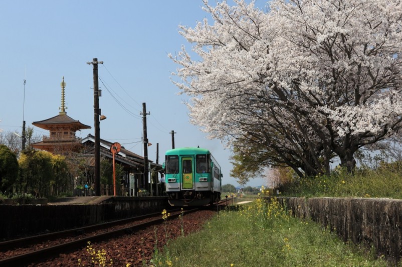 桜と列車